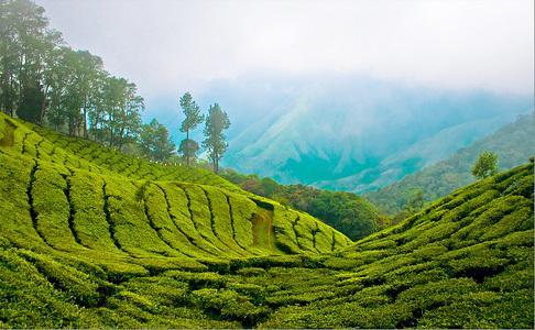 Готель Munnar Dreams Екстер'єр фото
